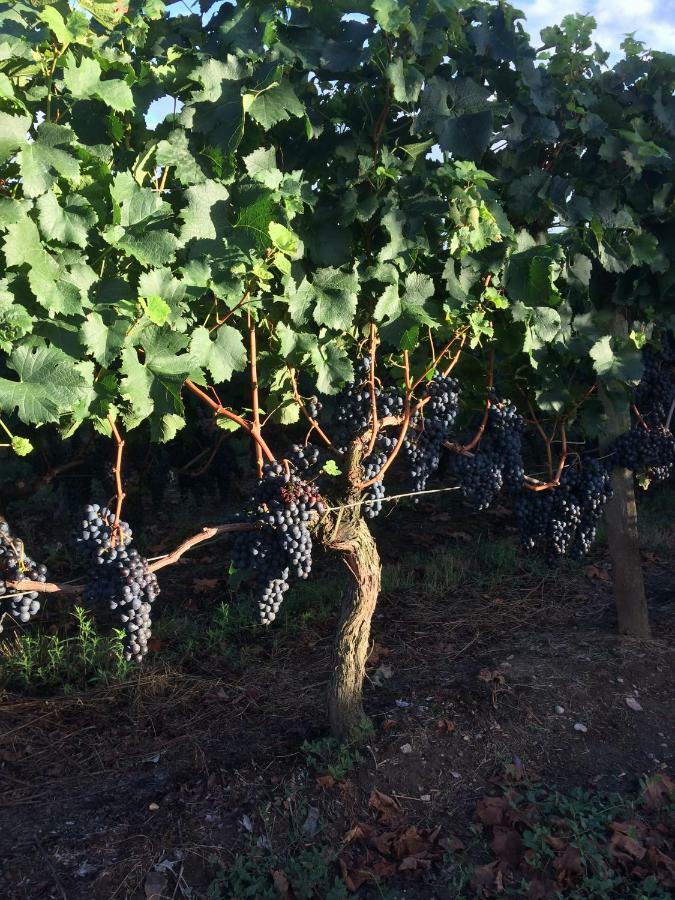 Au Charmant Des Vignes Montagne  Bagian luar foto